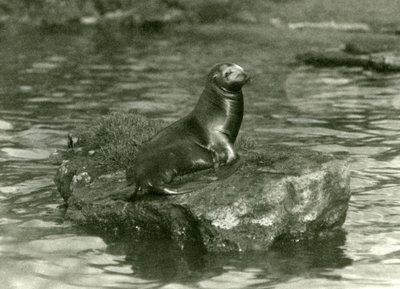 A Young Californian Sea Lion Sitting on a Rock in its Pool at London Zoo, October 1923 by Frederick William Bond